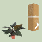 Philodendron Congo Red - Ø27cm - ↕80cm
