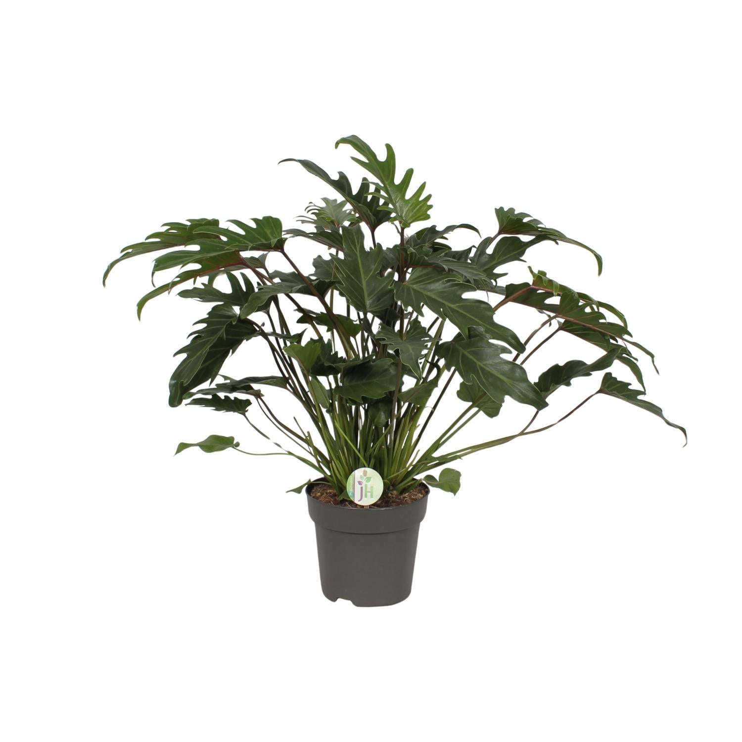 Philodendron Xanadu - Ø21cm - ↕65cm