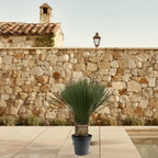 Yucca Rostrata - 140 - 160 cm - Ø50