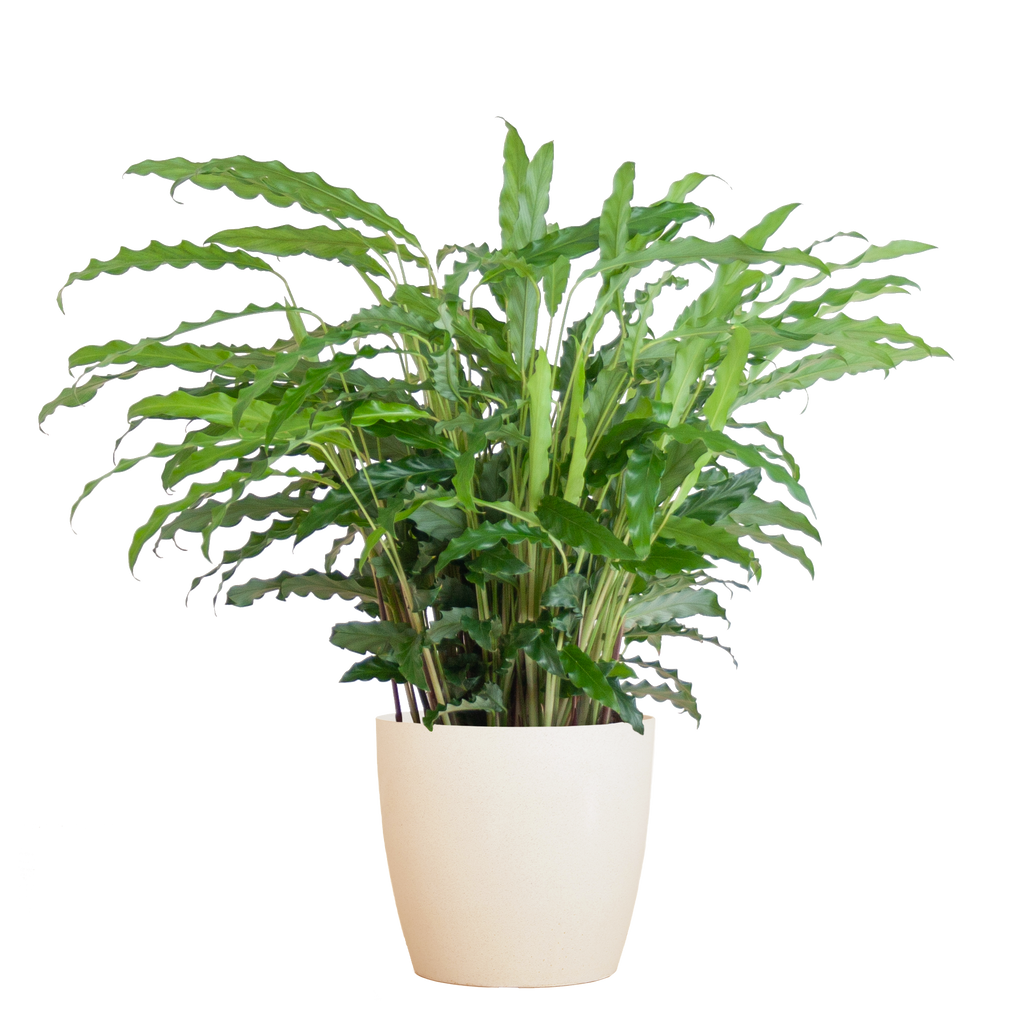 Calathea Rufibarba met Viber wit - 55cm - Ø17
