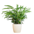 Calathea Rufibarba met Viber wit - 55cm - Ø17