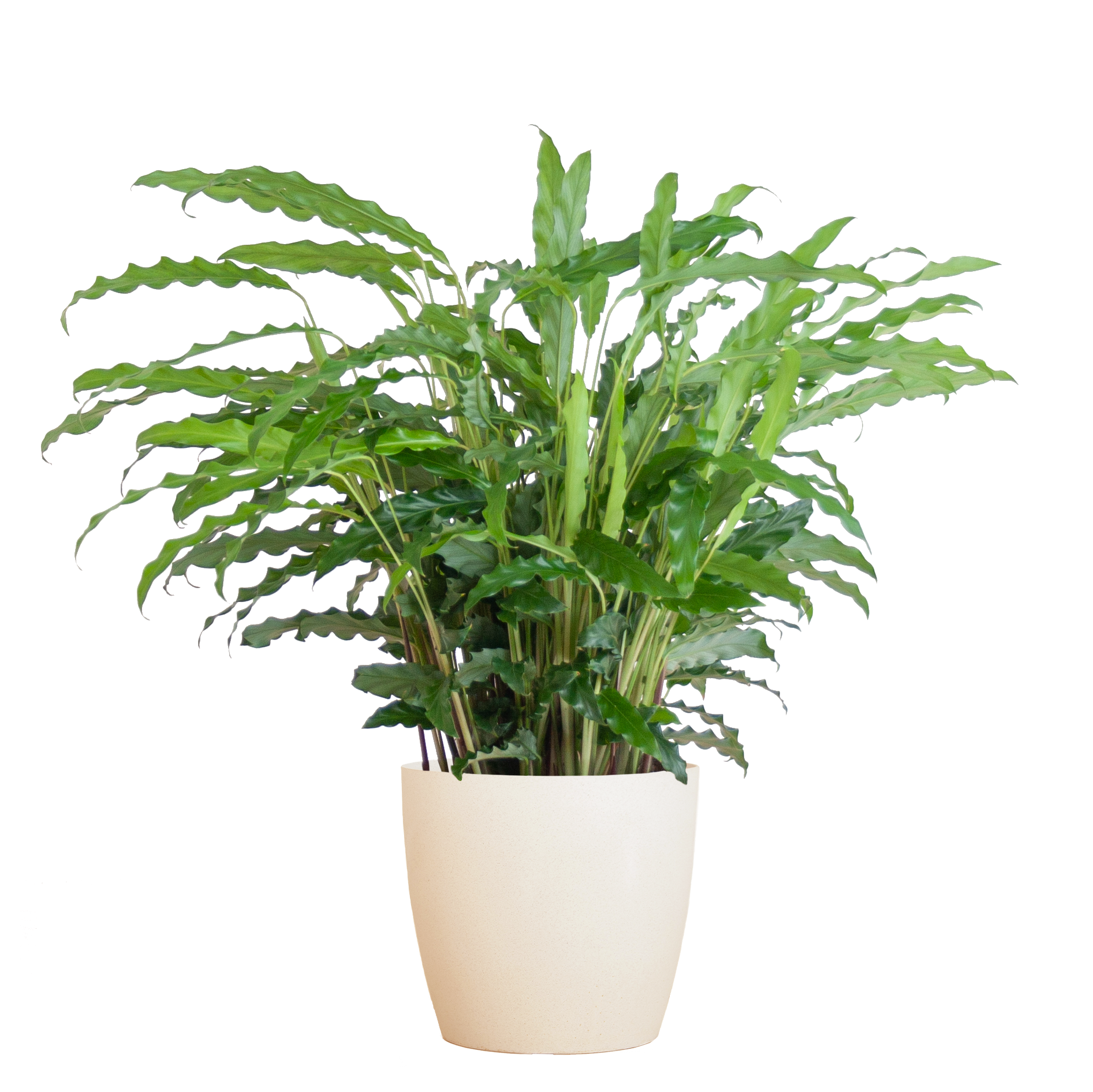 Calathea Rufibarba met Viber wit - 55cm - Ø17