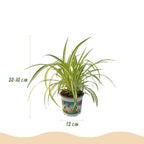 Green boutiQ - Kamerplant - Cyperus - Calissia - Chlorophytum - Mix van 3 - Huisdiervriendelijke Planten - Groen - 3 Planten - met Mand - Pot 12cm - Hoogte 20cm