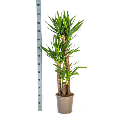 Yucca Elephantipes met mand Ø24cm - ↕120 - 140cm