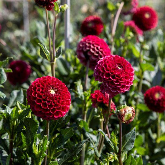 Flowerbulbs Amsterdam - 24 dahlia natal knollen voor 4 m², prachtige kogelronde bloemen
