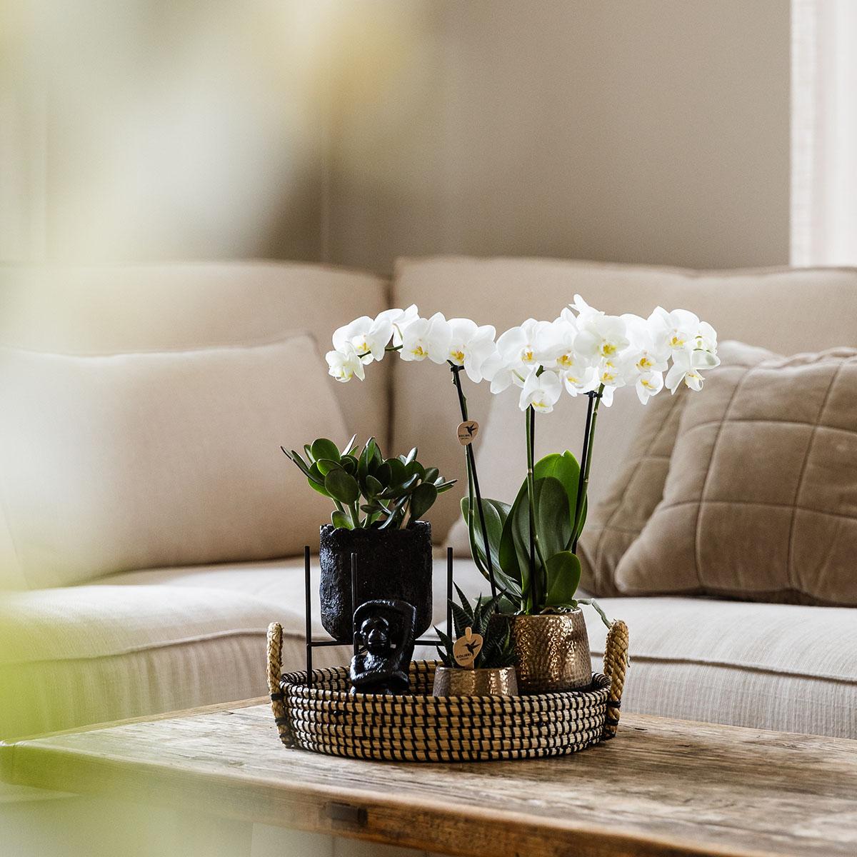 Kolibri Company | Coffret cadeau Nature Urbaine | Ensemble de plantes comprenant une orchidée Phalaenopsis et des succulentes, avec pots décoratifs en céramique