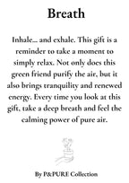 Nephrolepis Green Lady Gift "Breath" WITH GREETING CARD! - Ø12cm - ↕35cm