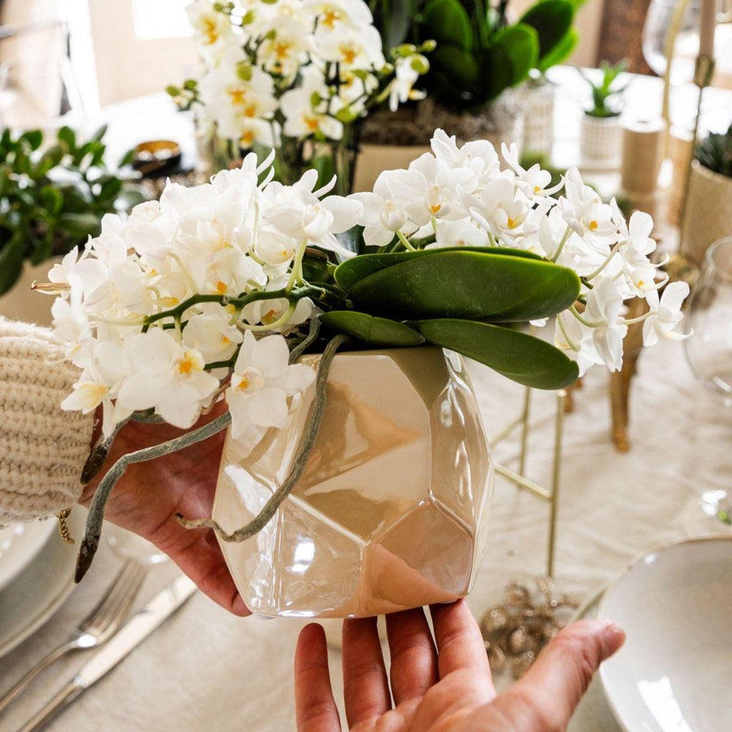 Orchidée colibri | Orchidée blanche 'Nazaré' + Pot décoratif en travertin perle - diamètre du pot : 9 cm | Plante d'intérieur fleurie - Directement du producteur