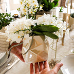 Orchidée colibri | Orchidée blanche 'Nazaré' + Pot décoratif en travertin perle - diamètre du pot : 9 cm | Plante d'intérieur fleurie - Directement du producteur