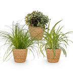 Green boutiQ - Kamerplant - Cyperus - Calissia - Chlorophytum - Mix van 3 - Huisdiervriendelijke Planten - Groen - 3 Planten - met Mand - Pot 12cm - Hoogte 20cm