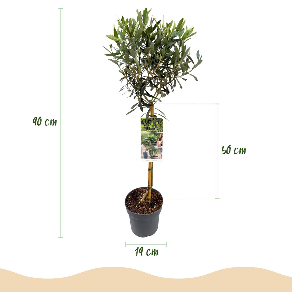 Green boutiQ - Plant op Stam - Olea Europaea - Terras Plant - Bladhoudend - Winterhard - Olijfgroen Blad - Pot 19cm Hoogte 90cm