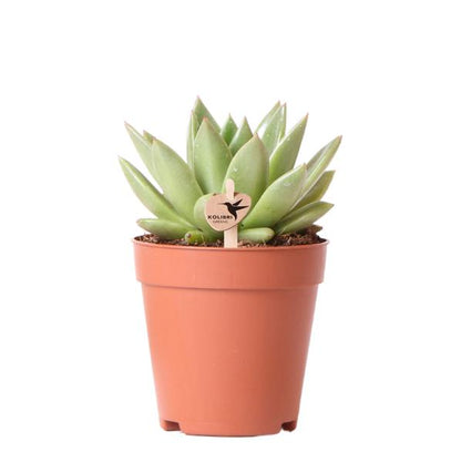 Kolibri-Grüns | Grüne Pflanze – Sukkulente Echeveria Miranda – grüne Zimmerpflanze – frisch vom Züchter – Ø9cm
