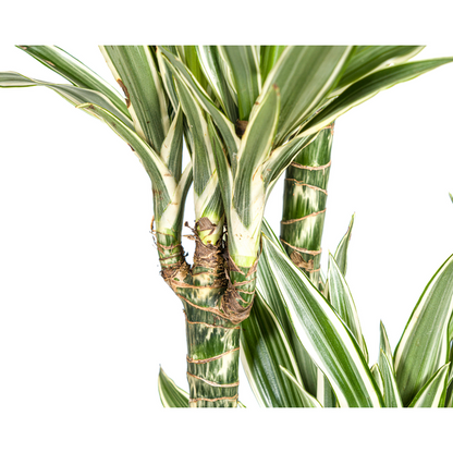 Dracaena Deremensis White Stripe Ø27cm - ↕180cm
