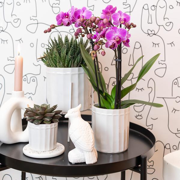Kolibri-Grüns | Grüne Pflanze – Sukkulente Haworthia Royal Highnness – Topfgröße Ø6 cm – grüne Zimmerpflanze – frisch vom Züchter