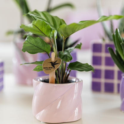 Kolibri-Grüns | Grünpflanze - Calathea - grüne Zimmerpflanze - frisch vom Züchter - Ø6cm