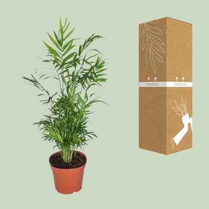 Chamaedorea Elegans - Mexikanische Bergpalme - Ø12cm - ↕40cm - Ø17 - ↨55cm