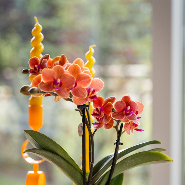 Kolibri-Orchideen | Orangefarbene Orchidee Bozen + Hieroglyphen-Dekotopf gebrochenes Weiß - Topfgröße Ø9cm | blühende Zimmerpflanze – frisch vom Züchter