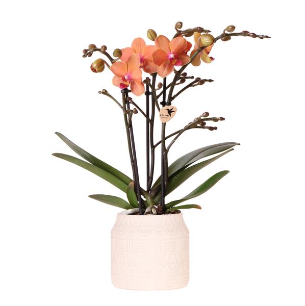 Kolibri-Orchideen | Orangefarbene Orchidee Bozen + Hieroglyphen-Dekotopf gebrochenes Weiß - Topfgröße Ø9cm | blühende Zimmerpflanze – frisch vom Züchter