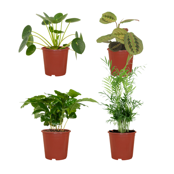 Tierfreundliche Pflanzkiste - 4 Stück - Ø12cm - ↕20-40cm