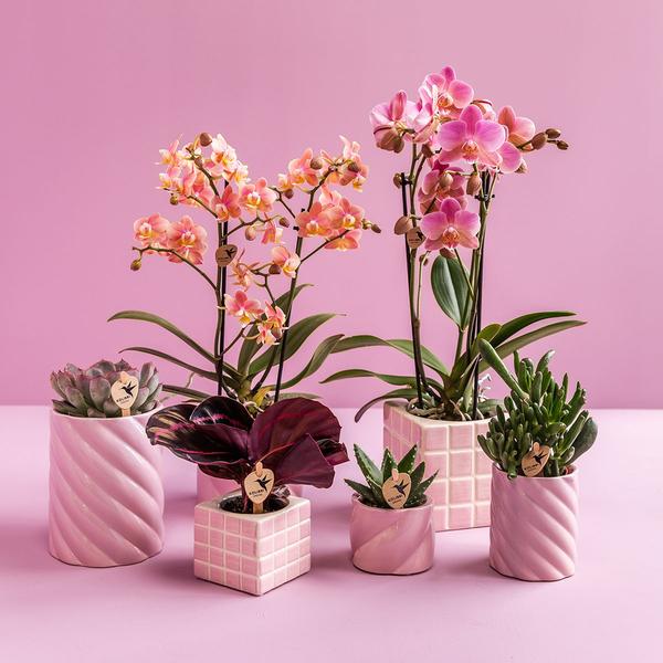 Kolibri-Startseite | Candy Dekotopf | Hoch – Rosa – Ø9cm