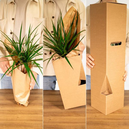 Calathea Ornata - Ø14cm - ↕50cm - Ø14 - ↨50cm