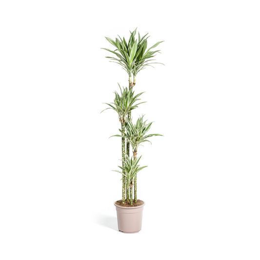 Dracaena Deremensis Weißer Streifen Ø27cm - ↕180cm