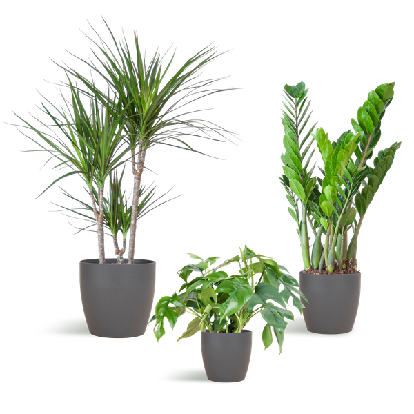 Shade Plant Box – mittelgroß – mit Vibers-Topf grau