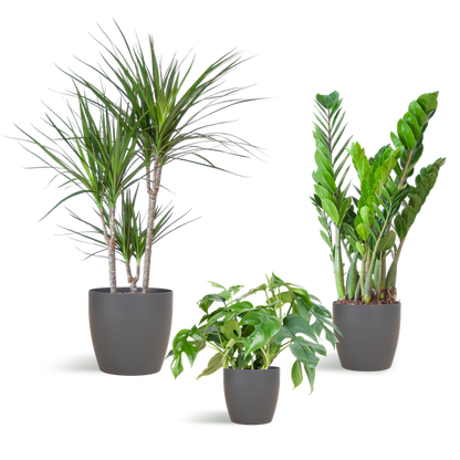 Shade Plant Box – mittelgroß – mit Vibers-Topf grau
