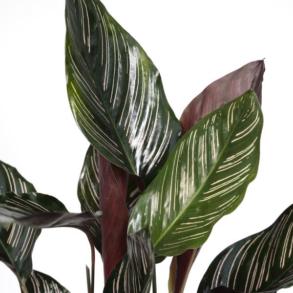 Calathea Ornata - Ø14cm - ↕50cm - Ø14 - ↨50cm