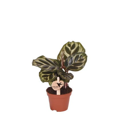 Kolibri-Grüns | Grünpflanze - Calathea Makoyana - grüne Zimmerpflanze - frisch vom Züchter - Ø6cm