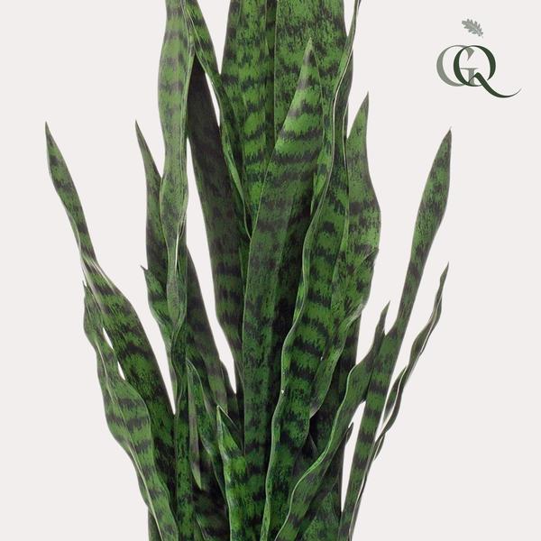 Künstliche Pflanze - Sanseveria schwarze Koralle - Frauenzunge - 97 cm
