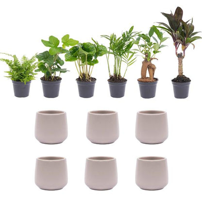 Mini-Pflanzenset 6 - Inklusive 6x Topf Joey grau matt