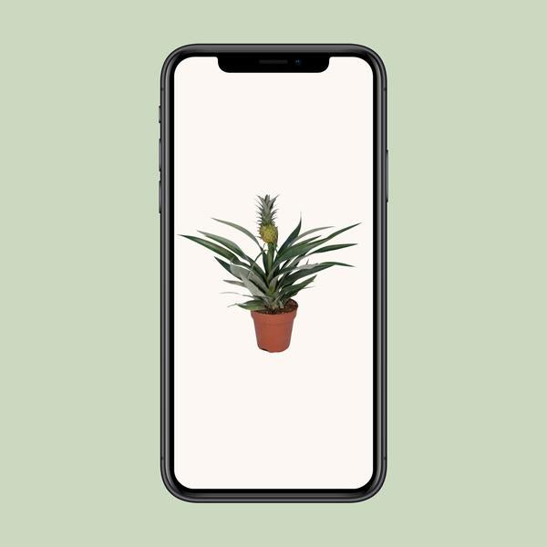 Bromelien-Ananas - Ø12cm - ↕30cm