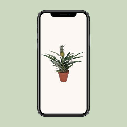 Bromelien-Ananas - Ø12cm - ↕30cm