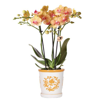 Kolibri-Orchideen | orangefarbene Orchidee Jamaica + Malaga Dekotopf orange - Topfgröße Ø9cm | blühende Zimmerpflanze – frisch vom Züchter