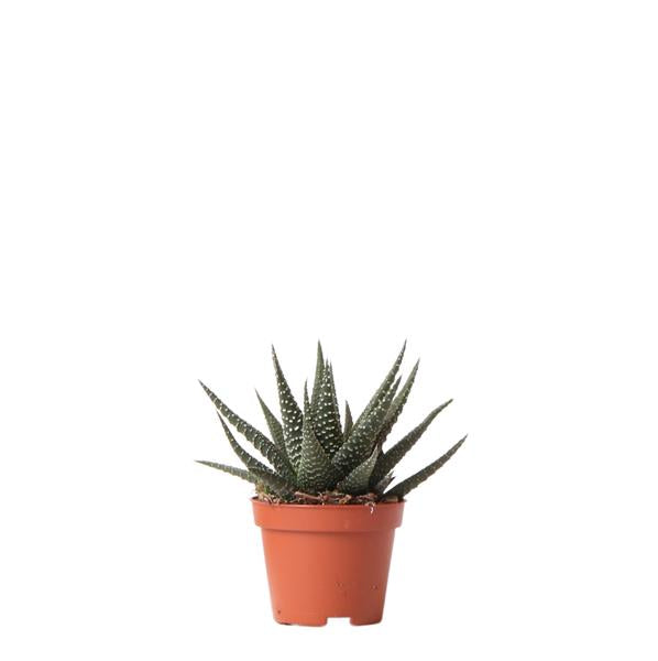 Kolibri-Grüns | Grüne Pflanze – Sukkulente Haworthia Royal Highnness – Topfgröße Ø6 cm – grüne Zimmerpflanze – frisch vom Züchter