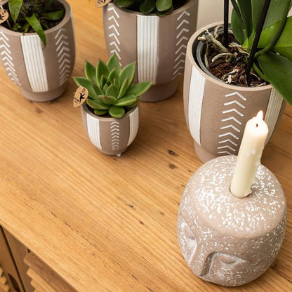 Kolibri-Grüns | Grüne Pflanze – Sukkulente Echeveria Miranda – grüne Zimmerpflanze – frisch vom Züchter – Ø9cm