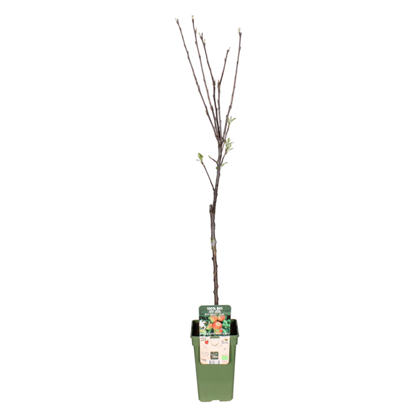 Malus Domestica Elstar - Apfel - Ø19cm - ↕60cm