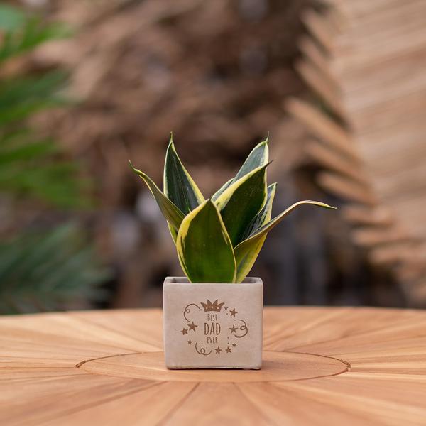 Congreetz® Pflanztöpfe + Sansevieria | Bester Vater aller Zeiten 
