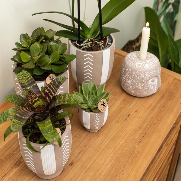 Kolibri-Grüns | Grüne Pflanze – Sukkulente Echeveria Miranda – grüne Zimmerpflanze – frisch vom Züchter – Ø9cm