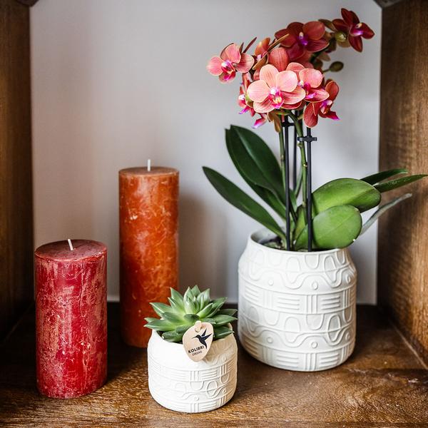 Kolibri-Orchideen | Orangefarbene Orchidee Bozen + Hieroglyphen-Dekotopf gebrochenes Weiß - Topfgröße Ø9cm | blühende Zimmerpflanze – frisch vom Züchter