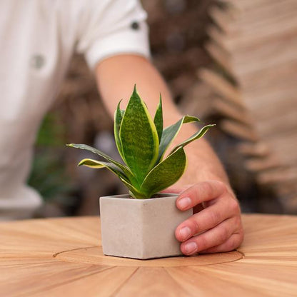 Congreetz® Pflanztöpfe + Sansevieria | Bester Vater aller Zeiten 