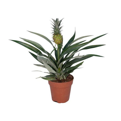 Bromelien-Ananas - Ø12cm - ↕30cm