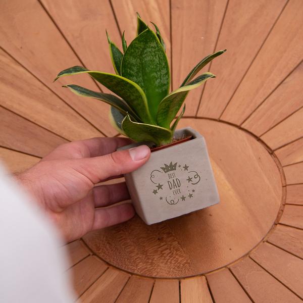 Congreetz® Pflanztöpfe + Sansevieria | Bester Vater aller Zeiten 