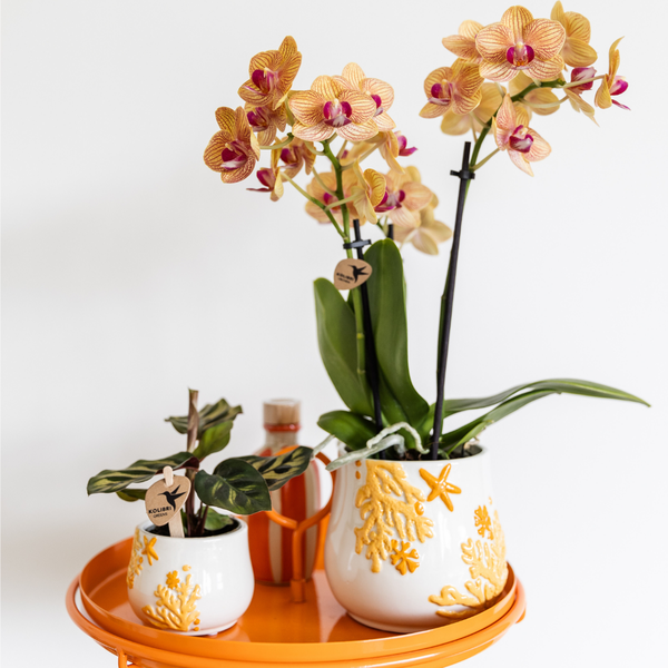 Kolibri-Grüns | Grünpflanze - Calathea Makoyana - grüne Zimmerpflanze - frisch vom Züchter - Ø6cm