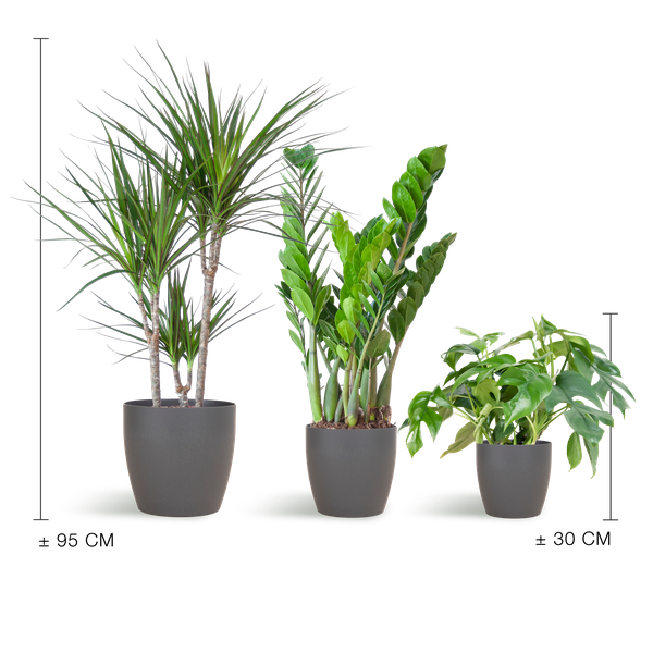 Shade Plant Box – mittelgroß – mit Vibers-Topf grau