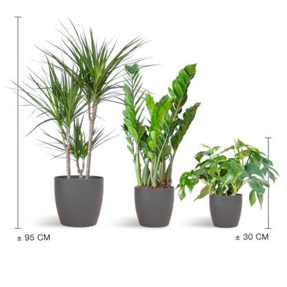 Shade Plant Box – mittelgroß – mit Vibers-Topf grau