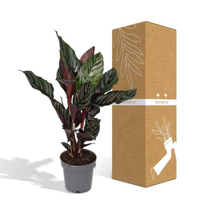 Calathea Ornata - Ø14cm - ↕50cm - Ø14 - ↨50cm
