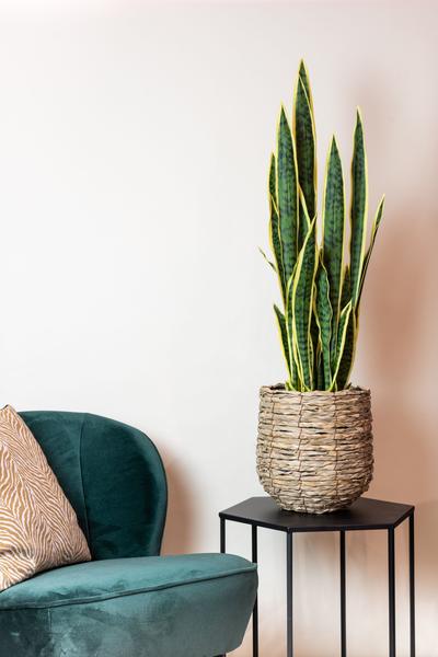 Künstliche Pflanze - Sanseveria Trifasciata - Frauenzunge - 97 cm