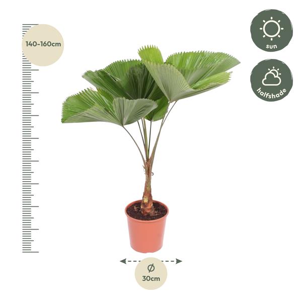 Licuala Grandis – 140 cm – ø30